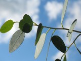Eukaliptus – właściwości lecznicze