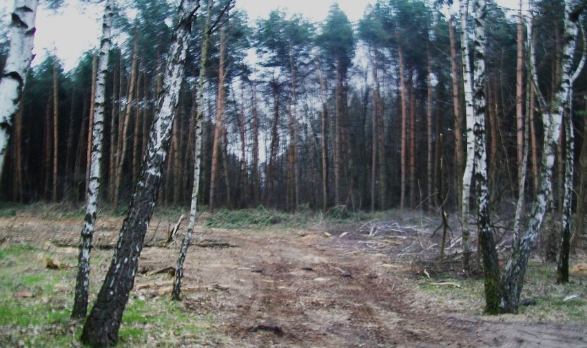 Rogalin, Gołuski, Poznań - to tylko jedne z licznych...