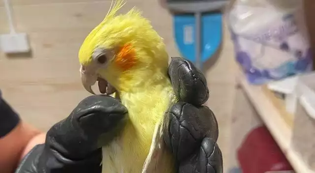 Papuga znaleziona na toruńskim lewobrzeżu