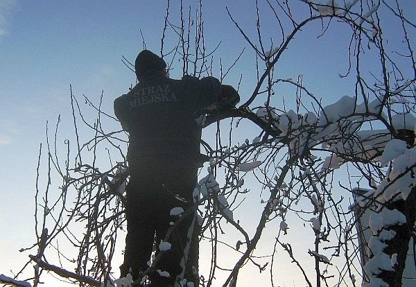 Strażnicy musieli odczepić kota od gałęzi