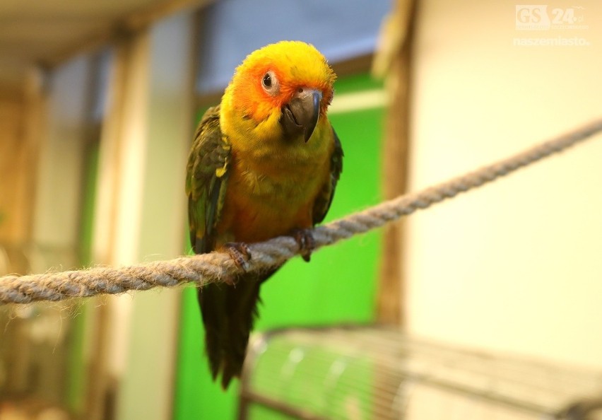 Ary, Nimfy, Amazonki - łącznie aż 18 barwnych gatunków papug...