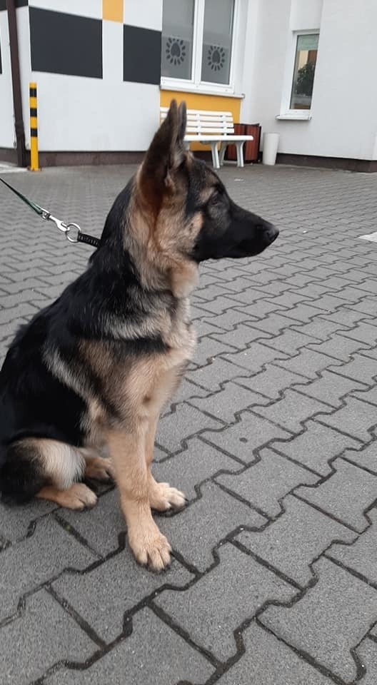 Poznańska straż miejska poinformowała o młodym psie, który...