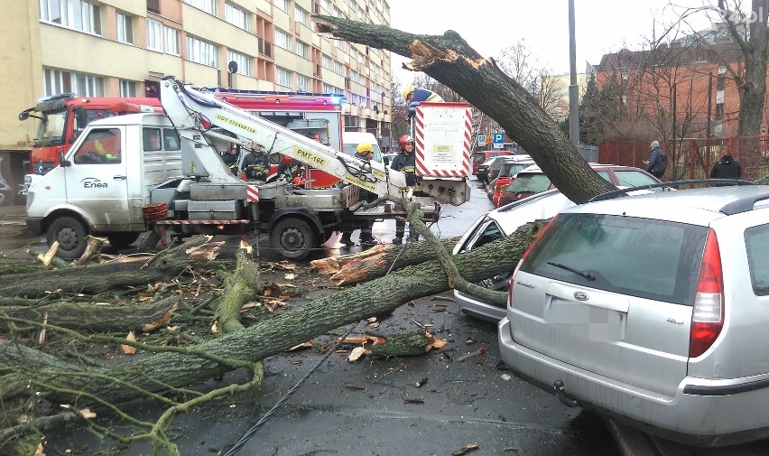 Wichura nad Szczecinem [4.03.2019 r.] Drzewa łamały się jak zapałki [WIDEO, ZDJĘCIA]