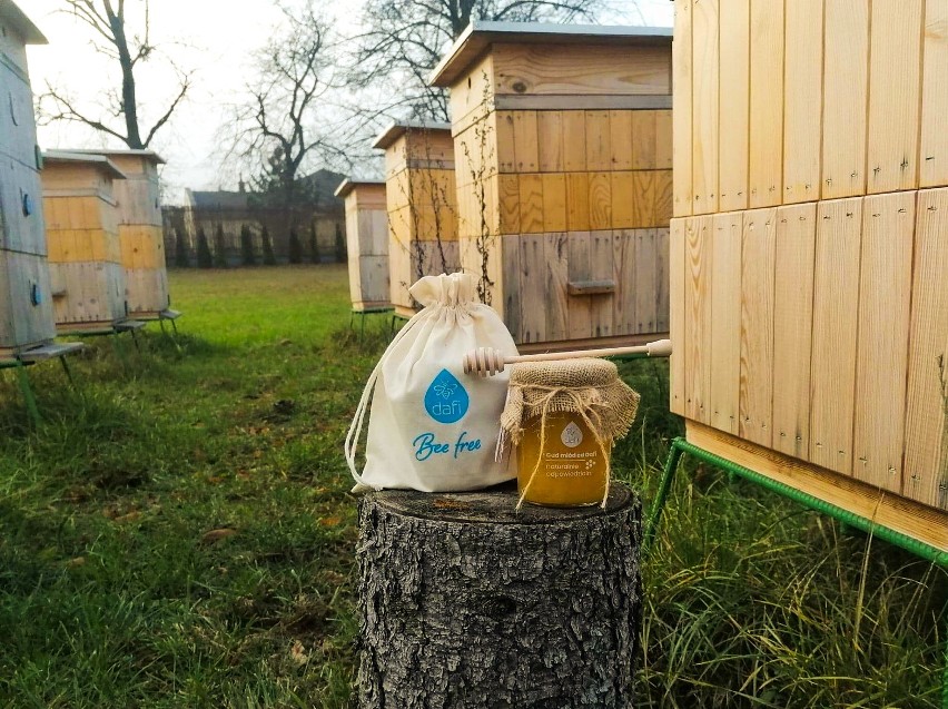 Pszczoły z firmowej pasieki Dafi w Kielcach przygotowane do zimowli. Utworzyły kłąb zimowy. Pozostają pod troskliwą opieką właścicieli 