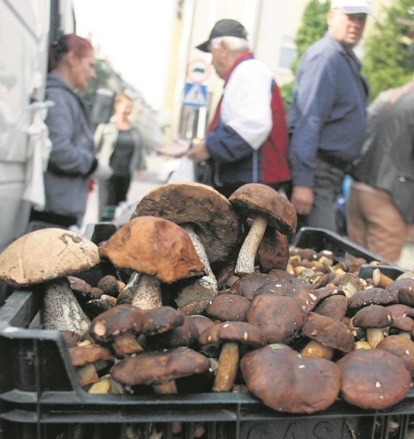 Gdzie są grzyby w sezonie 2016? Sprawdź, gdzie na grzyby? Podpowiadamy miejsca i lasy