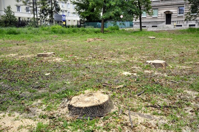 Z terenu sąsiadującego z Parkiem Planty wycięto kilka starych drzew
