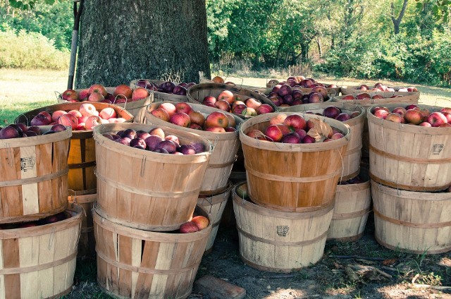 Jabłka i gruszki to jedne z najpopularniejszych polskich owoców. Kiedy zbierać konkretne odmiany?