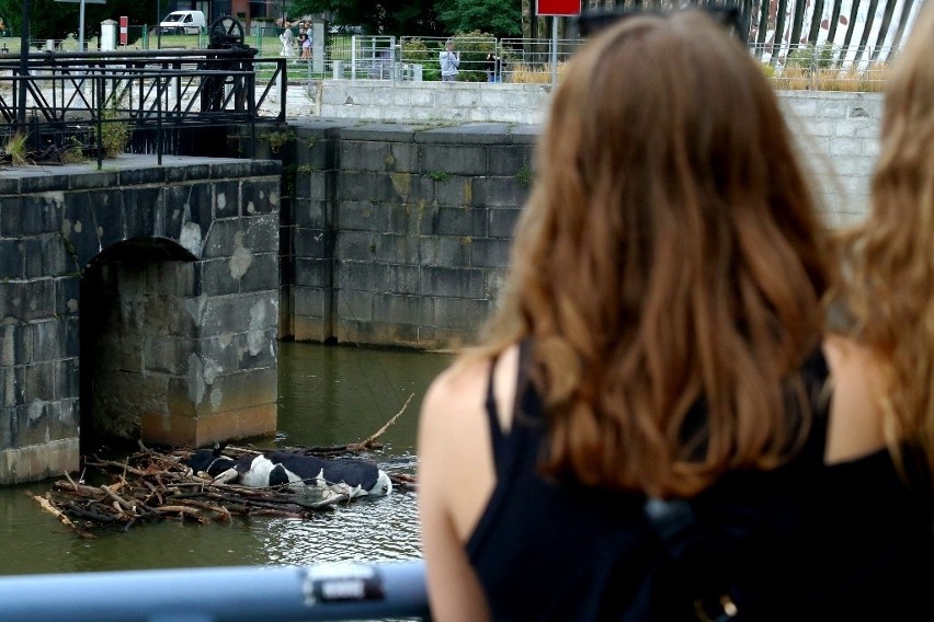 Wrocławianie są przerażeni: W Odrze zauważyli martwą krowę