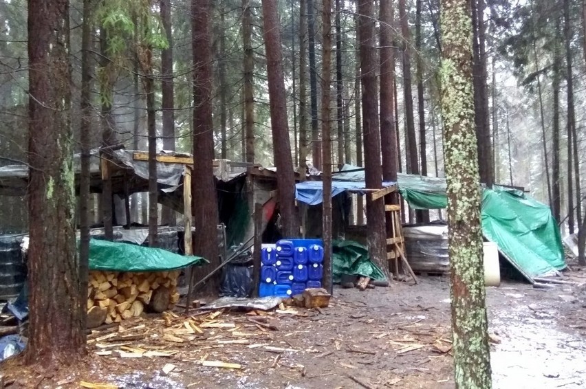 Bimbrownicy produkowali nielegalny alkohol w lesie koło...