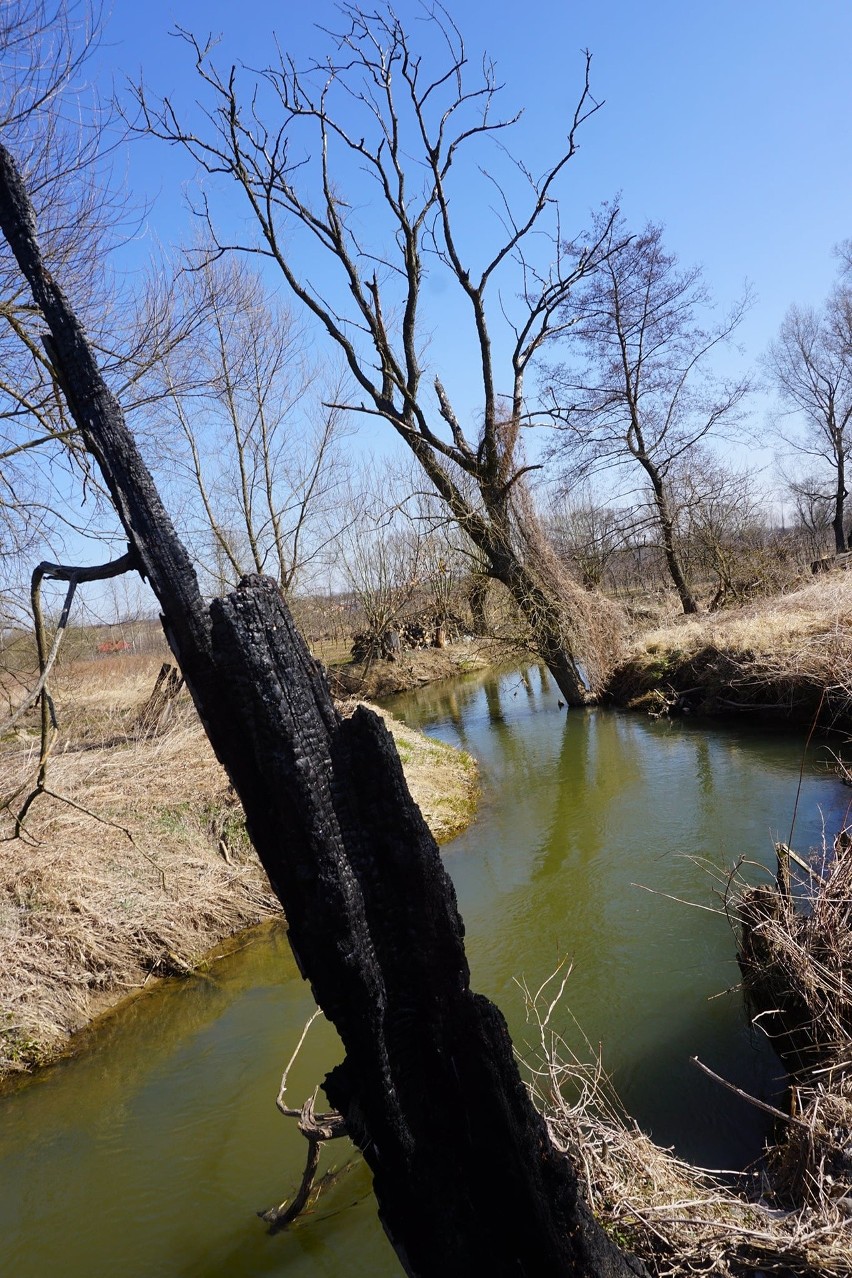 Koprzywnica przygotowuje lokalne trasy rowerowe. Wybrane odcinki terenów i tras zachwycają. Zobacz zdjęcia  