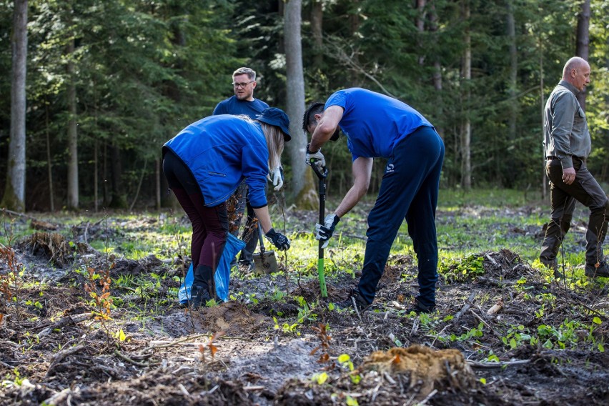 Wolontariusze Enei Połaniec i leśnicy sadzili drzewa z okazji Dnia Ziemi 