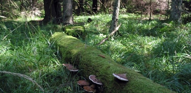 Puszcza Białowieska jest aktualnie na piątym miejscu w swojej kategorii: &#8221;Lasy, rezerwaty i parki narodowe&#8221;