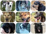 Pilnie potrzebna pomoc dla kilkunastu psiaków z Wojnowa (zdjęcia) 
