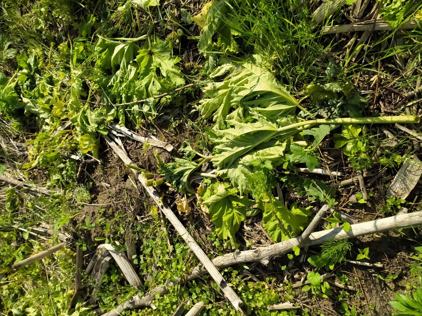 Niebezpieczny barszcz Sosnowskiego. Leśnicy z dyrekcji w Radomiu walczą z tą rośliną i ostrzegają 
