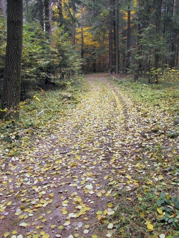 Dukt leśny...