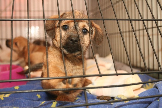 Do schroniska w Bolesławiu trafiło 28 psów, które wyłapane były na terenie Sieradza. W czwartek je adoptowano i wrócą do Czartek
