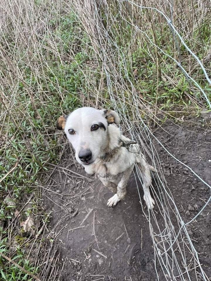 Ktoś porzucił psa na pewną śmierć w gminie Nowy Korczyn. Wiesz kto? Policja prosi pomoc