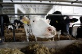 Cena skupu mleka podskoczyła. Ile może zarobić hodowca krów w Twoim województwie? Jakie są prognozy?