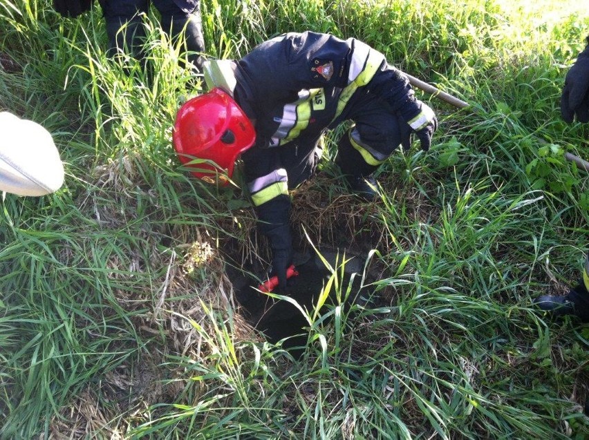 Strażacy ratowali bobry uwięzione w studzience przy ul....