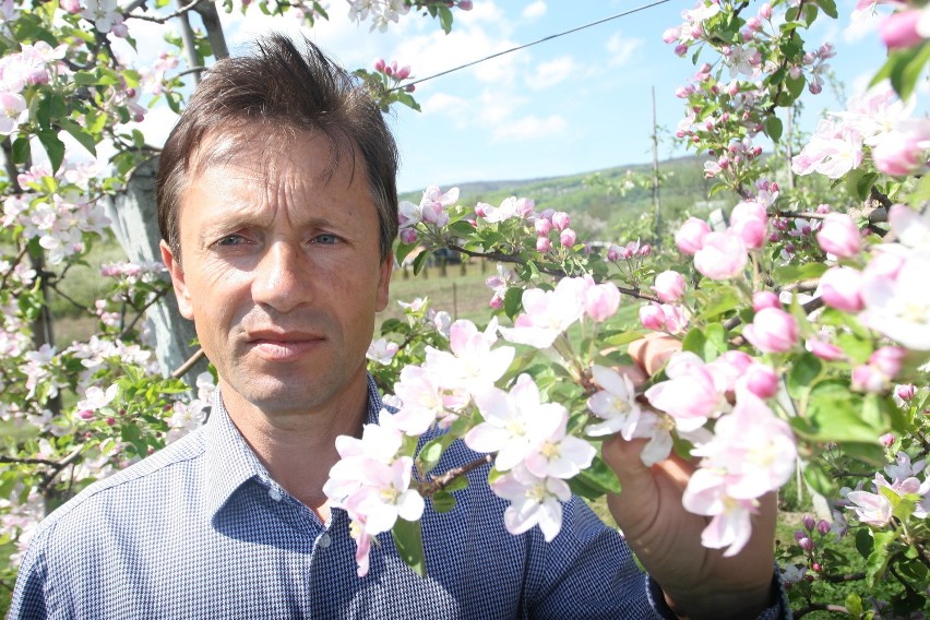 Święto Kwitnącej Jabłoni w sądeckiej stolicy sadów [WIDEO]