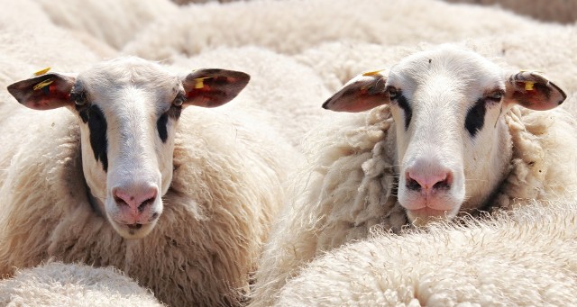 24 martwe oraz kilkadziesiąt skrajnie wygłodzonych owiec odkryli funkcjonariusze policji na jednym z gospodarstw w miejscowości Sanka koło Krzeszowic w Małopolsce.