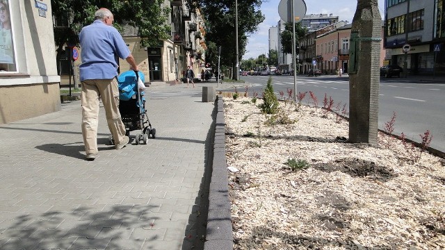 Mieszkańcy twierdzą, że część posadzonych roślin na trawnikach przy ulicy Żeromskiego już usycha. My zauważyliśmy, że na pewno niektóre sadzonki zostały ukradzione i w trawnikach pozostały wyrwy.