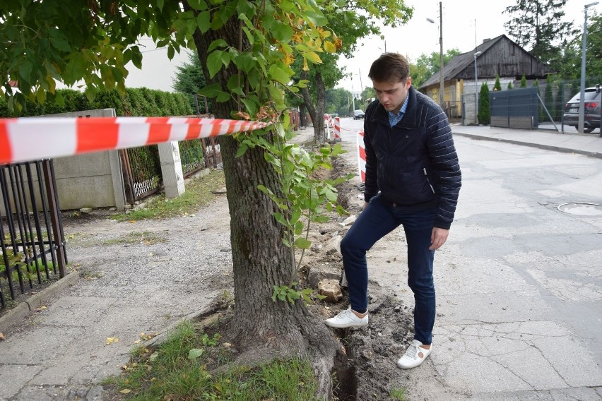 Budują w Kielcach chodnik tam, gdzie… utrudniają to korzenie drzew. Niedługo znów będzie krzywy?