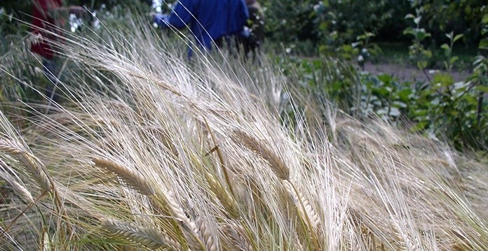 Płaskurka, samopsza, orkisz. Przewodnik po dawnych gatunkach zbóż