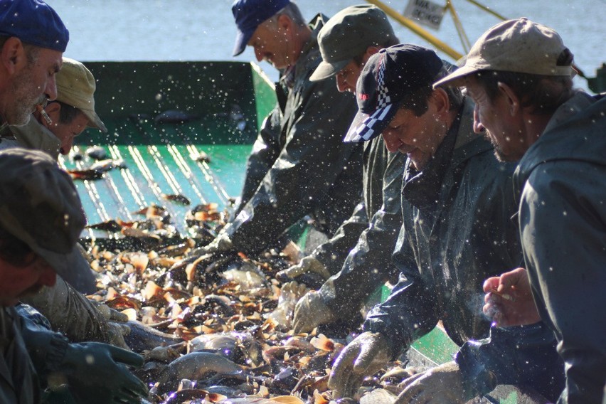 Karp szykuje się na święta! Trwają odłowy ryb ze Stawów Milickich (ZDJĘCIA, FILM)