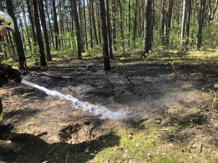 Pożar w lesie w rejonie miejscowości Rafa wybuchł w sobotę...