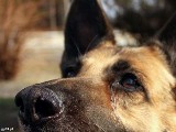 Pies konał w męczarniach - umorzono dochodzenie