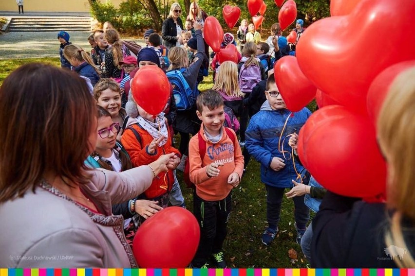 2,5 tysiąca czerwonych tulipanów zasadzono w poniedziałek w...