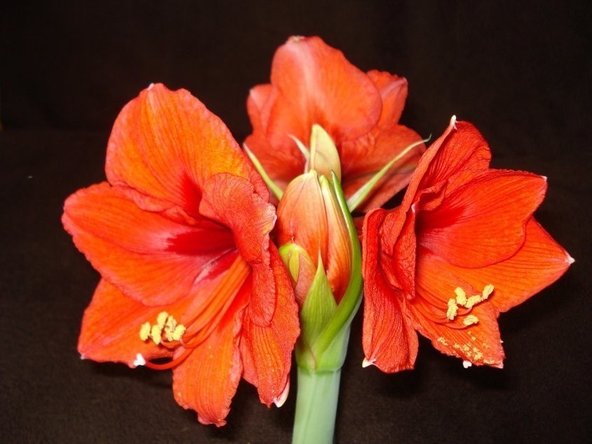 Zwartnica (hippeastrum) wytwarza mniej kwiatów na jednym...