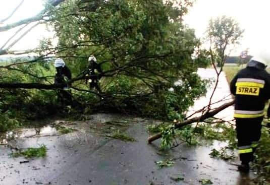 Burza w powiecie ostrowskim, 17.06.2020. Strażacy usuwali drzewa powalone na drogi. Zdjęcia