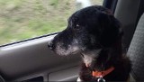 TOZ szuka domu dla 13-letniego psa Sławka. Pies patrzy na nas sercem