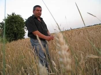 - Plony w tym roku będą marne – mówi Józef Gruszczyński, rolnik z Sokólska. (fot. Mateusz Feder)