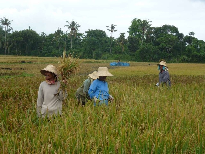 Na Bali uprawą i zbiorami ryżu zajmuje się spółdzielnia....