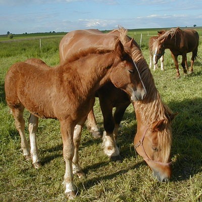 Hodowcy koni, z którymi rozmawialiśmy, są zgodni co do tego, że gospodarz z Wiżajn zainkasował za przechowanie zwierząt więcej niż powinien