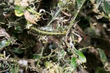 Uwaga na bukszpany! W Kujawsko-Pomorskiem gąsienice już żerują na świeżych liściach