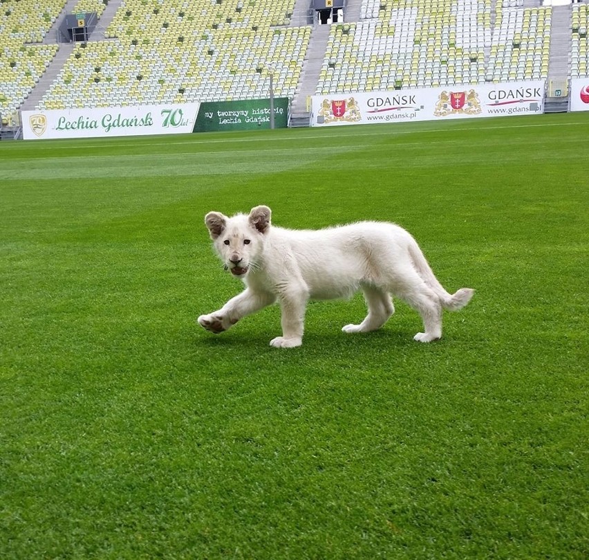 Biały lew na PGE Arenie