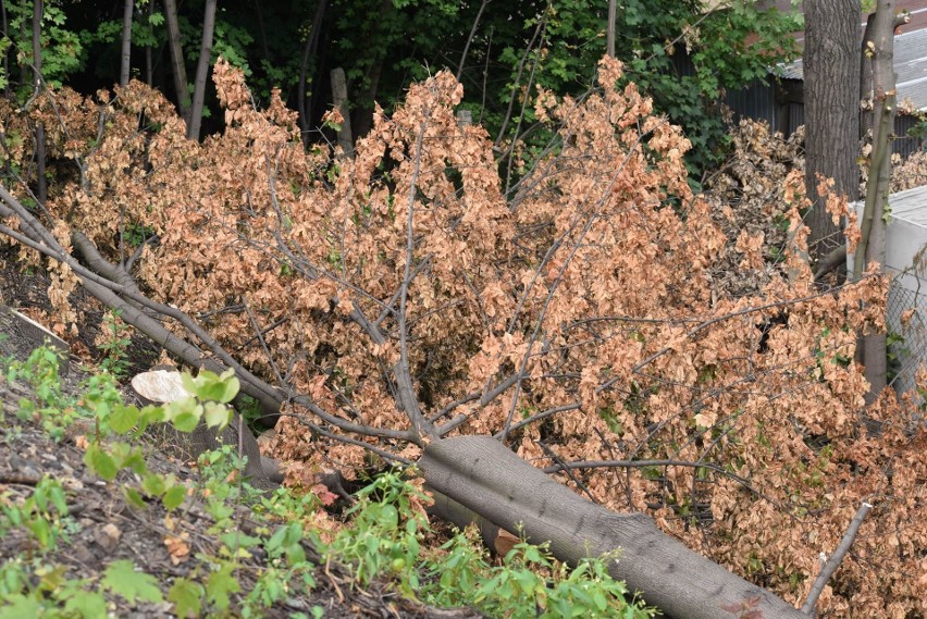 Wycięto drzewa na nasypie kolejowym na Paruszowcu....