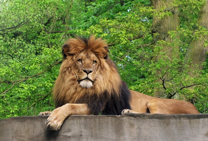 Aż 150 gatunków zwierząt w zoo położonym zaledwie godzinę drogi od Szczecina [ZDJĘCIA] 