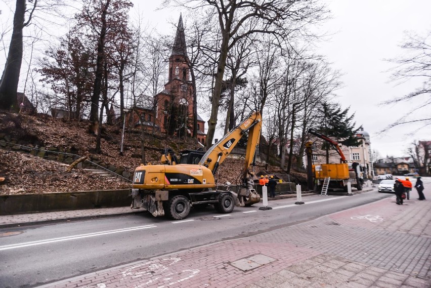 W Sopocie wzdłuż ul. Sobieskiego wycinane są chore drzewa,...