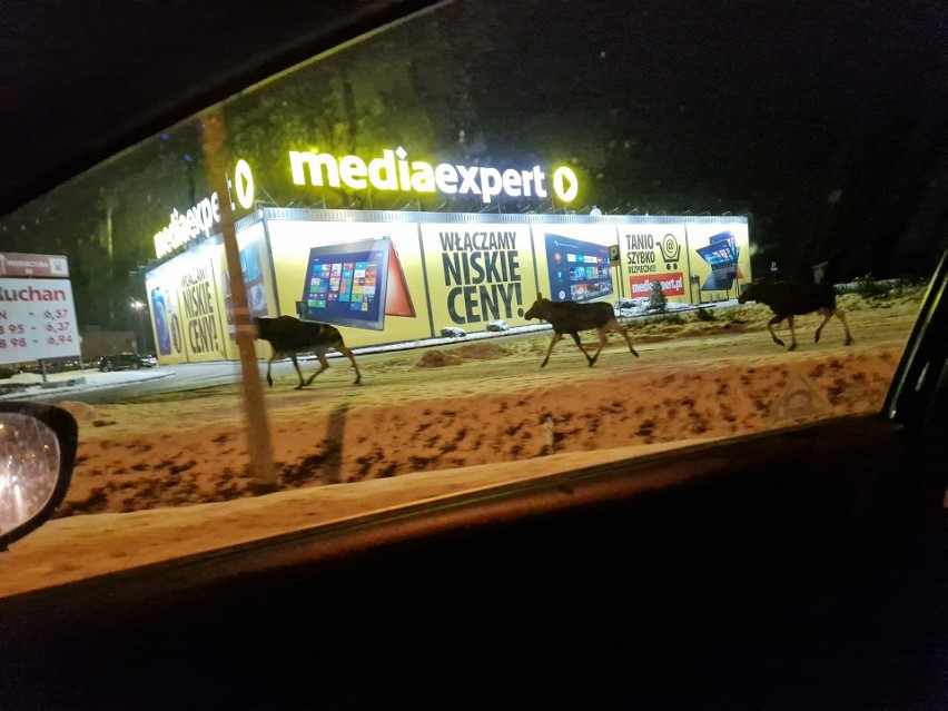 W okolicach hipermarketu Auchan biegały łosie. W końcu doszło do zderzenia