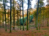  „Z leśnikiem do lasu”. Spacer z leśnikami po najpiękniejszych miejscach w lasach Nadleśnictwa Strzebielino koło Wejherowa