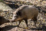 Rolnicy z gminy Tłuchowo alarmują: dziki pustoszą pola