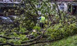 Nielegalne wycinki drzew w Bydgoszczy - są postępowania administracyjne. Rząd zapowiada zaostrzenie kar za taki proceder