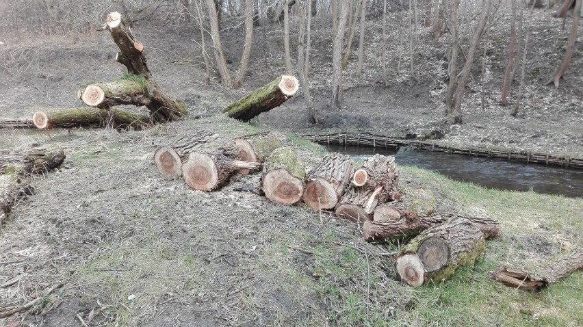 W Koszalinie także piły i siekiery poszły w ruch. Po...