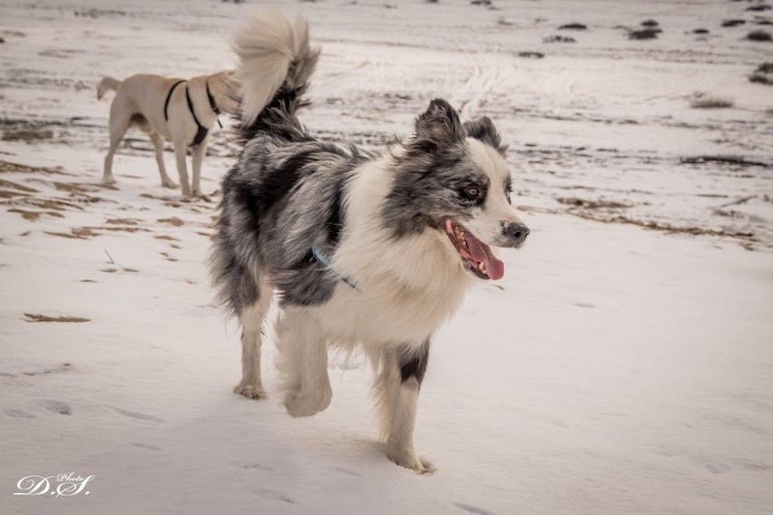 Psi spacer na Pustyni Błędowskiej z mikołajkowymi akcentami