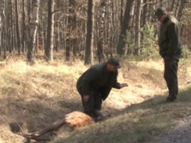 Szczecinek . Na drodze w okolicy miejscowości Czarne pod Szczecinkiem samochód uderzył w jelenia. Kobiecie prowadzącej auto nic się nie stało. Jeleń zdechł.